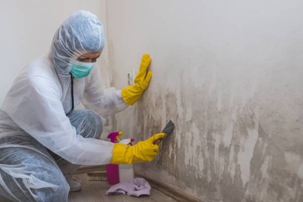 Best Attic Mold Removal  in Harrisville, UT