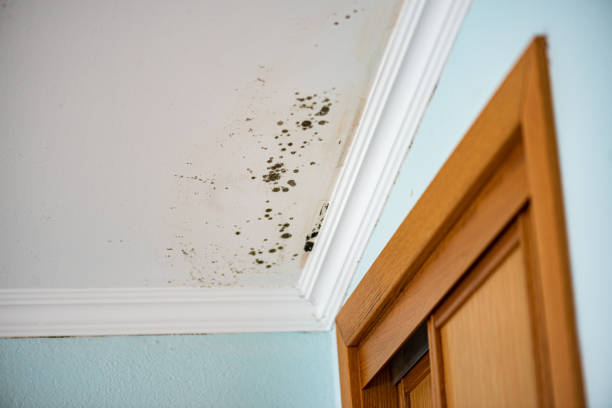 Best Local Mold Removal Service  in Harrisville, UT