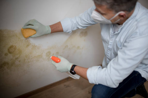 Crawl Space Mold Removal in Harrisville, UT