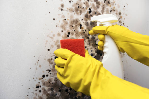 Best Crawl Space Mold Removal  in Harrisville, UT