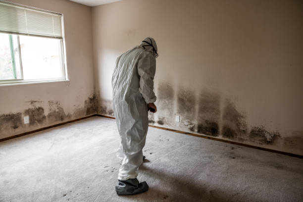 Trusted Harrisville, UT Mold Removal Experts