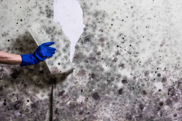 Attic Mold Removal in Harrisville, UT