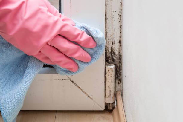 Mold Removal Process in Harrisville, UT